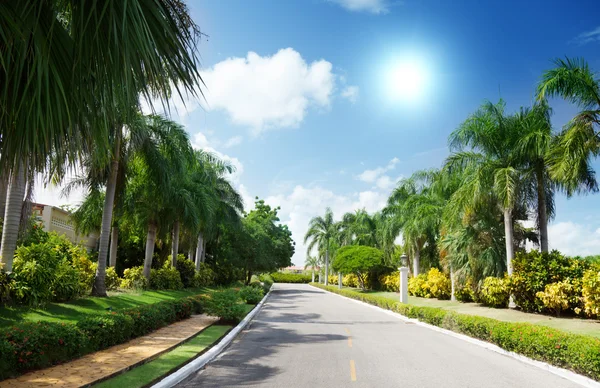 Straße im tropischen Garten — Stockfoto