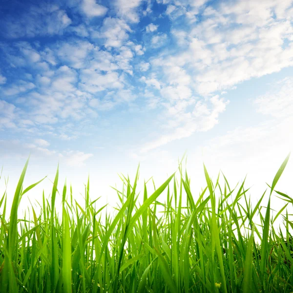 Grass and cloudy sky Royalty Free Stock Images