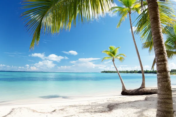 Caribbean sea and coconut palms Royalty Free Stock Images