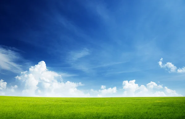 Gräsfält och perfekt himmel Stockfoto