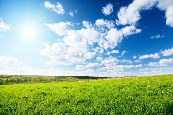 Green field of grass Stock Image