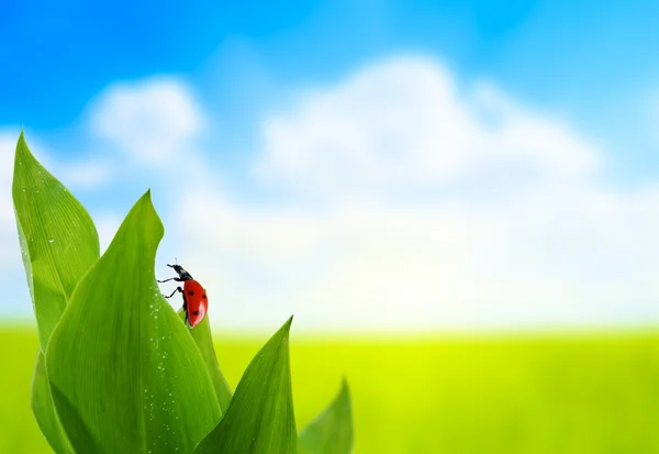 Grass and sunny day — Stock Photo, Image