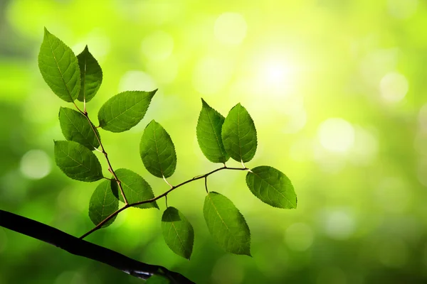 Green leaves in deep forest — Stock Photo, Image