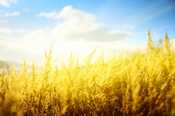 Желтая осенняя трава и закат — стоковое фото