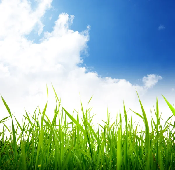 Green grass and cloudy sky Royalty Free Stock Images