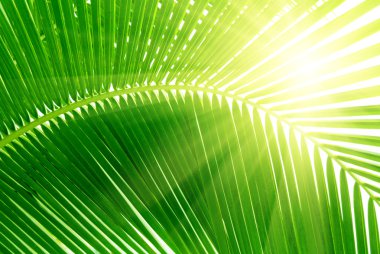 Leaves of palm and morning light clipart