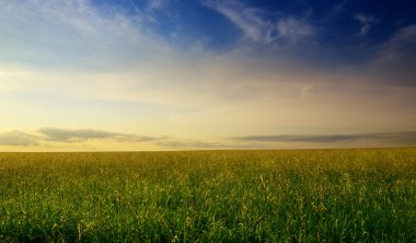 Field of summer grass and sunset clipart