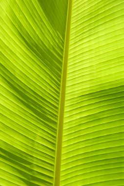 Leaf of banana clipart