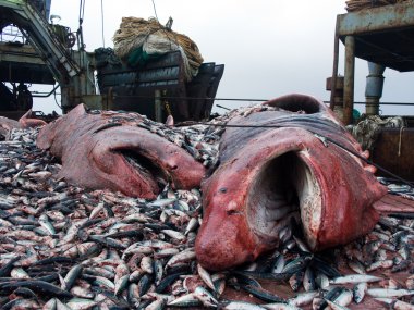 Sharks and crushed mackerel on deck factory vessel clipart