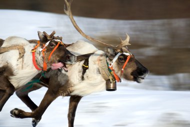 Racing of reindeers in time of russian north festival. Motion blur. clipart
