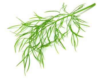 Dill isolated on white background clipart