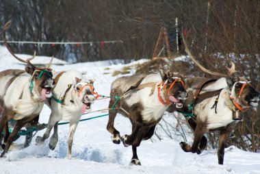 Rusya Kuzey festival zamanında reindeers yarış