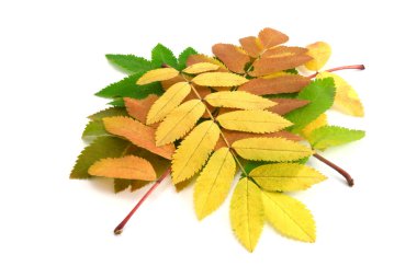 Fall leaves of rowan-tree isolated on the white background clipart