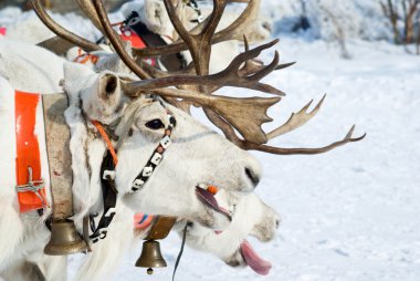reindeers yarış
