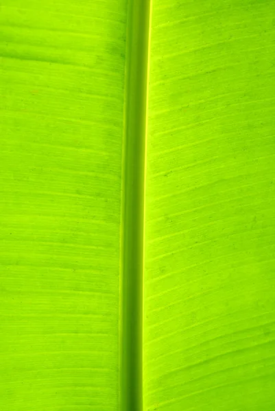 Лист Банановой Пальмы — стоковое фото