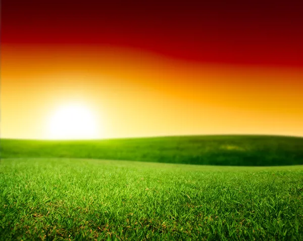 Feld von Sommer grünem Gras — Stockfoto