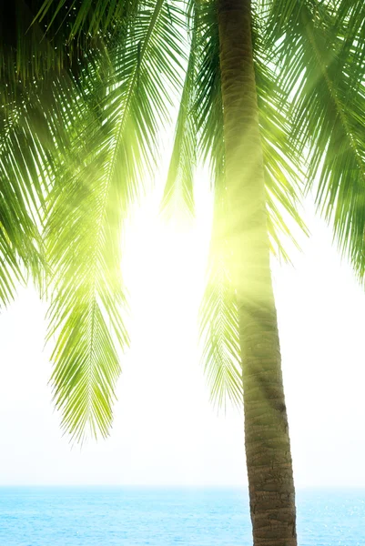 Palm Och Morgon Havet — Stockfoto