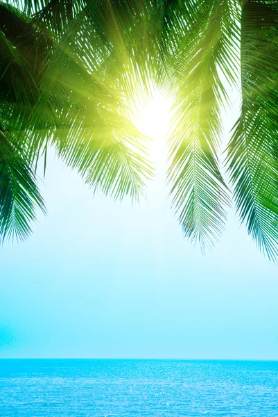 Palm Και Πρωί Στη Θάλασσα — Φωτογραφία Αρχείου