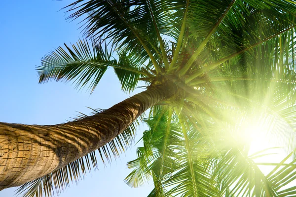 Пальмовое и утреннее небо — стоковое фото