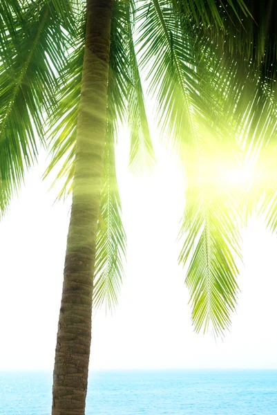 Palmiye Sabah Deniz — Stok fotoğraf