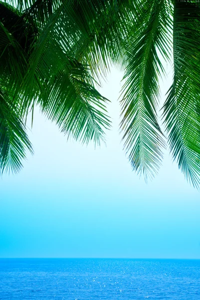 Morze palmy i rano — Zdjęcie stockowe