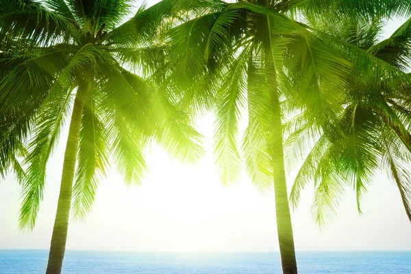 棕榈和早上的海 — 图库照片