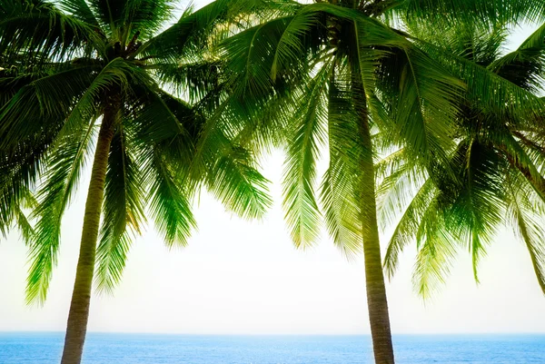 Пальмовое и утреннее море — стоковое фото