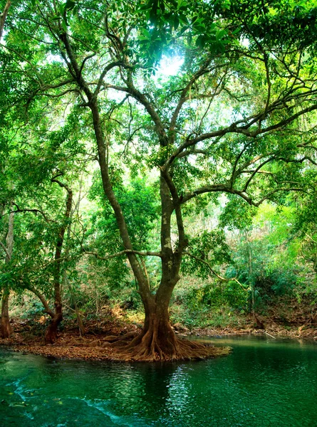 Річка в глибокому лісі — стокове фото