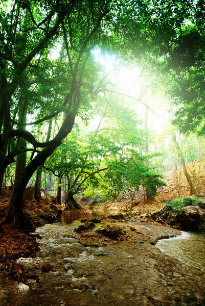 River in deep forest