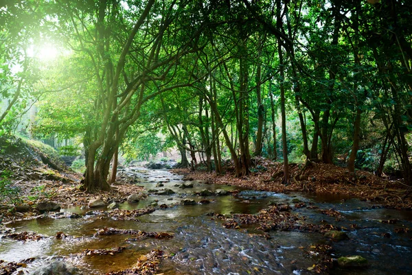 Река в глубоком лесу — стоковое фото