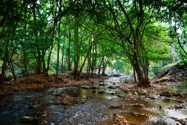 Río en bosque profundo —  Fotos de Stock