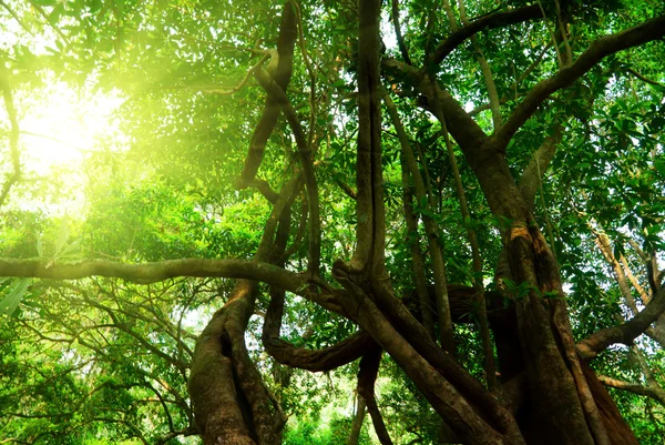 Raggi Sole Nella Foresta Profonda — Foto Stock