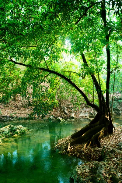 Rio Floresta Profunda — Fotografia de Stock