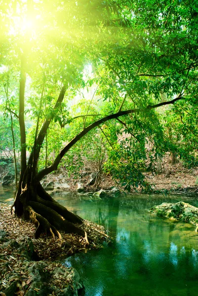 Río Bosque Profundo — Foto de Stock
