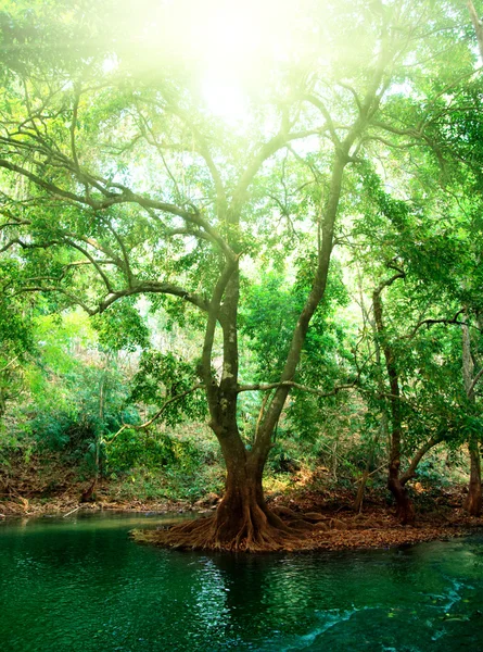 Річка в глибокому лісі — стокове фото