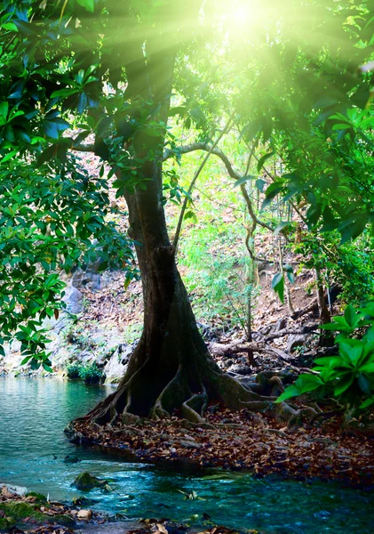 Río Bosque Profundo —  Fotos de Stock