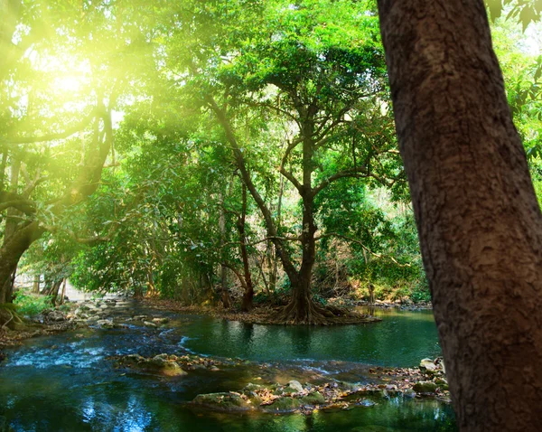 Río Bosque Profundo —  Fotos de Stock