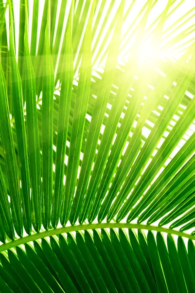 Listy palmy a ranní světlo — Stock fotografie