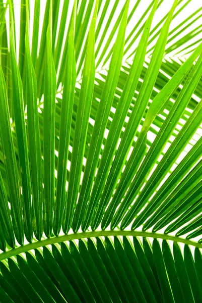Bladeren van de palm en ochtend licht — Stockfoto