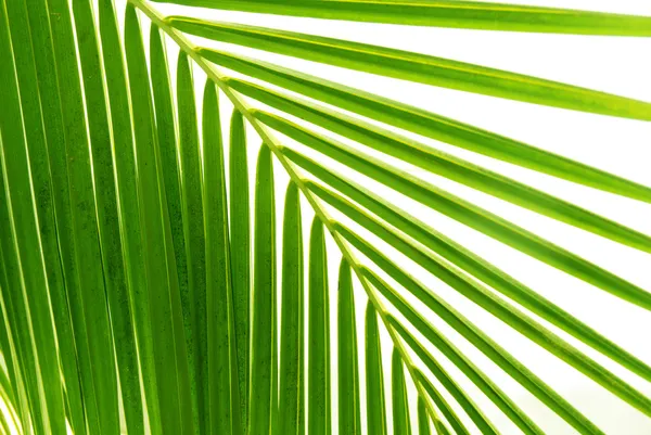 Листья пальм и утреннего света — стоковое фото