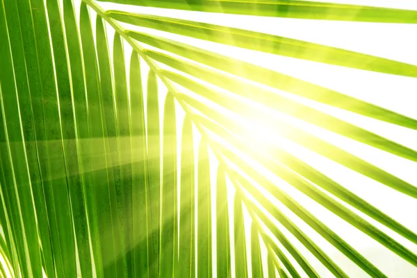 Liście Palm Rano Światła — Zdjęcie stockowe