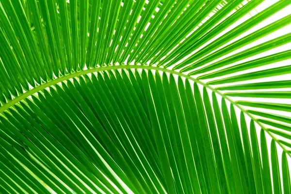 Lämnar Palm Och Morgon Ljus — Stockfoto