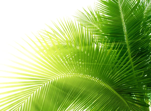 Listy palmy a ranní světlo — Stock fotografie