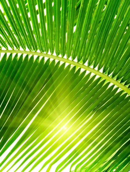 Folhas de palma e luz da manhã — Fotografia de Stock