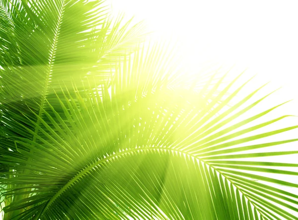 Liście Palm Rano Światła — Zdjęcie stockowe