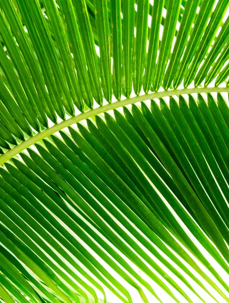 Bladeren Van Palm Ochtend Licht — Stockfoto