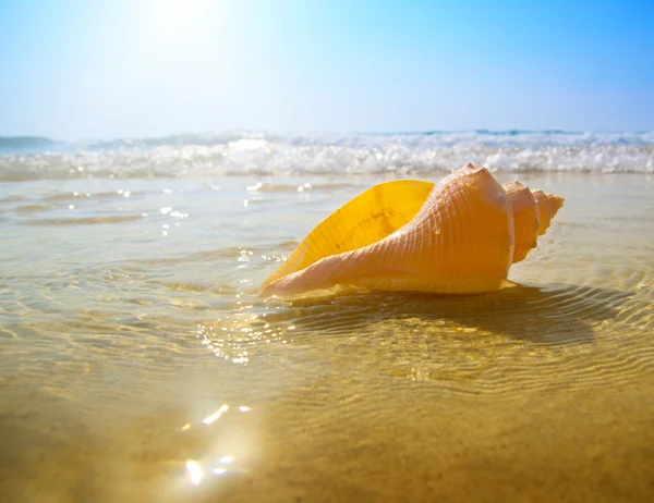 Seashell sabbia e oceano — Foto Stock