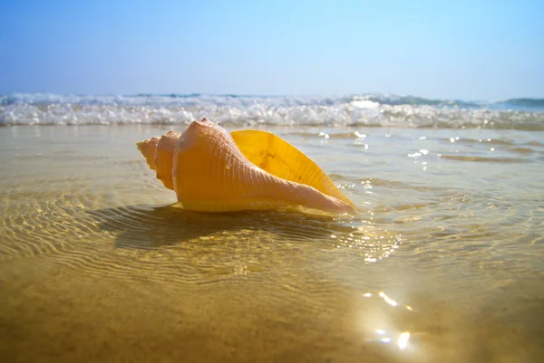 Seashell Kum Deniz — Stok fotoğraf
