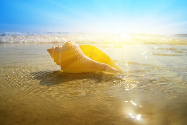 Seashell zand en de Oceaan — Stockfoto