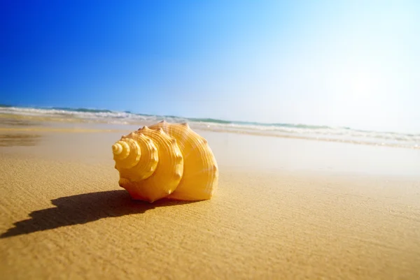 Seashell sand and ocean — Stock Photo, Image